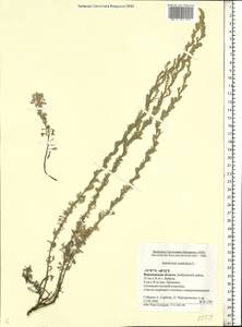 Artemisia austriaca Jacq., Eastern Europe, Central forest-and-steppe region (E6) (Russia)