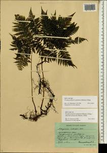 Athyrium spinulosum (Maxim.) Milde, Siberia, Russian Far East (S6) (Russia)