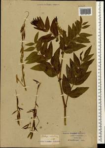 Galega orientalis Lam., Caucasus, Krasnodar Krai & Adygea (K1a) (Russia)