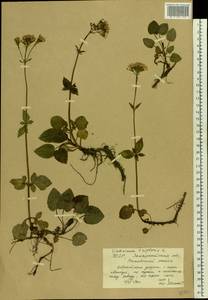 Valeriana tripteris L., Eastern Europe, West Ukrainian region (E13) (Ukraine)