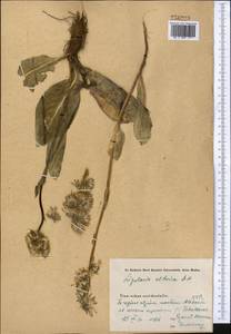 Ligularia alpigena Pojark., Middle Asia, Western Tian Shan & Karatau (M3)