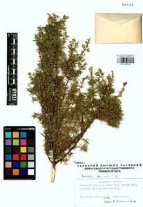 Juniperus communis L., Siberia, Baikal & Transbaikal region (S4) (Russia)