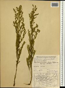 Artemisia glauca Pall. ex Willd., Mongolia (MONG) (Mongolia)
