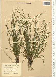 Carex divulsa Stokes, Caucasus, Black Sea Shore (from Novorossiysk to Adler) (K3) (Russia)