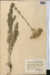 Handelia trichophylla (Schrenk ex Fisch. & C. A. Mey.) Heimerl, Middle Asia, Western Tian Shan & Karatau (M3) (Uzbekistan)