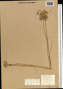 Allium flavum subsp. tauricum (Besser ex Rchb.) K.Richt., Eastern Europe, South Ukrainian region (E12) (Ukraine)