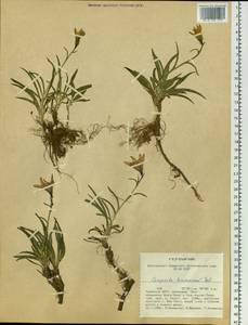 Campanula stevenii subsp. turczaninovii (Fed.) Victorov, Siberia, Altai & Sayany Mountains (S2) (Russia)