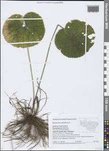 Ranunculus cassubicus L., Eastern Europe, Central region (E4) (Russia)