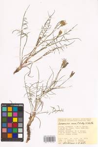 Scorzonera cana (C. A. Mey.) O. Hoffm., Eastern Europe, Lower Volga region (E9) (Russia)