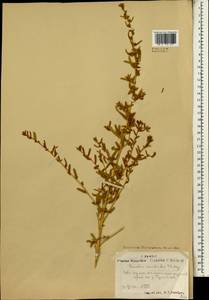Krascheninnikovia ceratoides (L.) Gueldenst., Mongolia (MONG) (Mongolia)