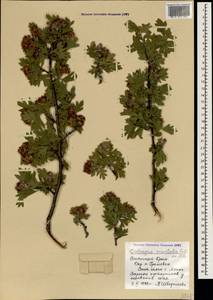 Crataegus orientalis Pall. ex M. Bieb., Crimea (KRYM) (Russia)