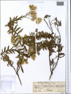 Helichrysum, Africa (AFR) (Ethiopia)