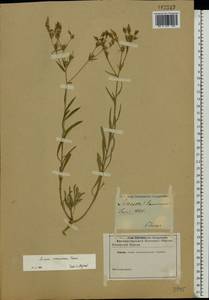 Linum ucranicum (Griseb. ex Planch.) Czern., Eastern Europe, South Ukrainian region (E12) (Ukraine)