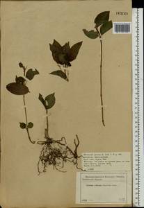 Mercurialis perennis L., Eastern Europe, Central forest-and-steppe region (E6) (Russia)