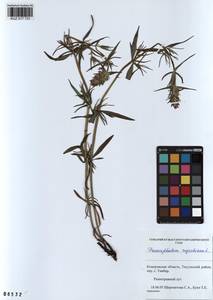 Dracocephalum ruyschiana L., Siberia, Altai & Sayany Mountains (S2) (Russia)