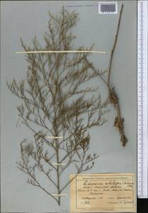 Limonium otolepis (Schrenk) Kuntze, Middle Asia, Muyunkumy, Balkhash & Betpak-Dala (M9) (Kazakhstan)