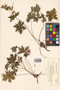 Geranium erianthum DC., Siberia, Russian Far East (S6) (Russia)