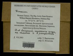 Dicranum, Bryophytes, Bryophytes - Krasnoyarsk Krai, Tyva & Khakassia (B17) (Russia)