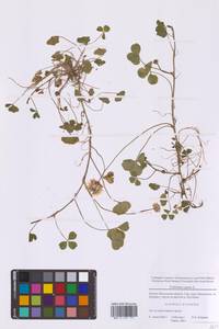 Trifolium repens L., Eastern Europe, Moscow region (E4a) (Russia)