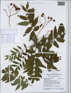 Sorbus tianschanica Rupr., South Asia, South Asia (Asia outside ex-Soviet states and Mongolia) (ASIA) (China)
