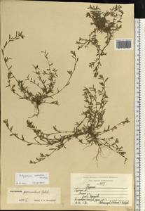 Polygonum arenastrum subsp. calcatum (Lindm.) Wissk., Eastern Europe, Central region (E4) (Russia)