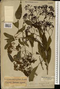 Chilianthus triphyllus, Africa (AFR) (South Africa)