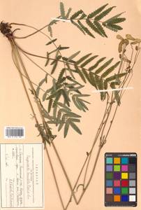 Poterium tenuifolium (Fisch. ex Link) Franch. & Sav., Siberia, Russian Far East (S6) (Russia)