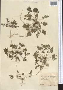 Erodium, Middle Asia, Karakum (M6) (Turkmenistan)