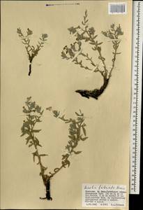 Arnebia fimbriata Maxim., Mongolia (MONG) (Mongolia)