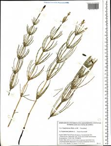 Equisetum palustre L., Eastern Europe, Belarus (E3a) (Belarus)