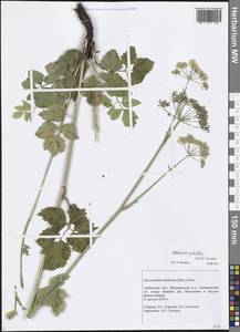 Macroselinum latifolium (M. Bieb.) Schur, Eastern Europe, Central forest-and-steppe region (E6) (Russia)