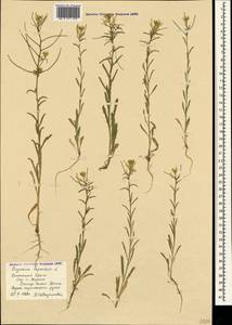 Erysimum repandum L., Crimea (KRYM) (Russia)