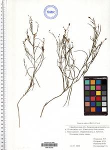 Linaria odora (M. Bieb.) Fisch., Eastern Europe, Eastern region (E10) (Russia)