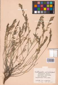 Astragalus varius S.G.Gmel., Eastern Europe, Lower Volga region (E9) (Russia)