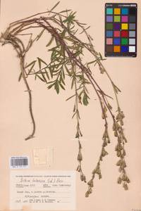 Silene tatarica (L.) Pers., Eastern Europe, Northern region (E1) (Russia)