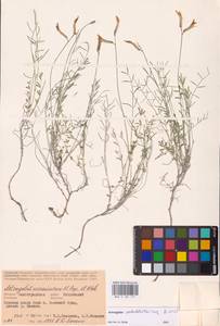 Astragalus pseudotataricus Boriss., Eastern Europe, Lower Volga region (E9) (Russia)