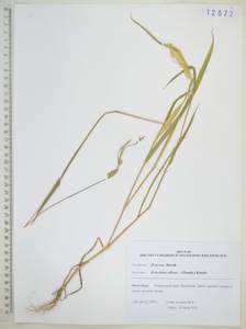 Eriochloa villosa (Thunb.) Kunth, Siberia, Russian Far East (S6) (Russia)