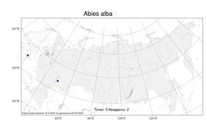 Abies alba Mill., Atlas of the Russian Flora (FLORUS) (Russia)