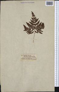 Gymnocarpium robertianum (Hoffm.) Newman, Western Europe (EUR) (Germany)