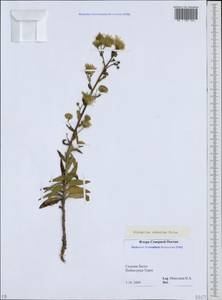 Hieracium robustum Fr., Caucasus, North Ossetia, Ingushetia & Chechnya (K1c) (Russia)