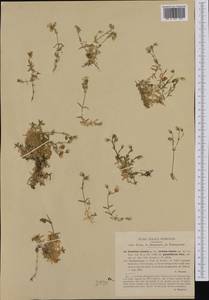 Cerastium arvense subsp. strictum (L.) Gaudin, Western Europe (EUR) (Italy)