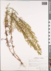 Artemisia annua L., Caucasus, North Ossetia, Ingushetia & Chechnya (K1c) (Russia)