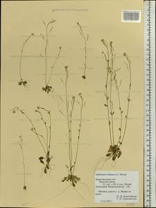 Arabidopsis thaliana (L.) Heynh., Eastern Europe, Volga-Kama region (E7) (Russia)