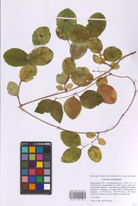 Lonicera caprifolium L., Eastern Europe, Moscow region (E4a) (Russia)