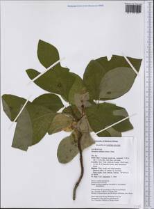 Sassafras albidum (Nutt.) Nees, America (AMER) (United States)