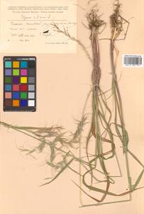 Elymus sibiricus L., Siberia, Russian Far East (S6) (Russia)