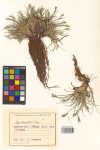 Carex leucochlora Bunge, Siberia, Russian Far East (S6) (Russia)