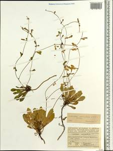 Launaea sarmentosa (Willd.) Sch. Bip. ex Kuntze, Africa (AFR) (Seychelles)