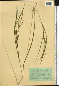 Carex aquatilis Wahlenb., Siberia, Western Siberia (S1) (Russia)