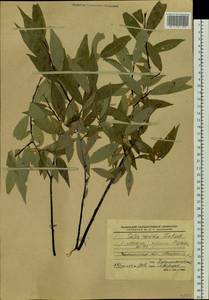 Salix rorida Laksch., Siberia, Baikal & Transbaikal region (S4) (Russia)